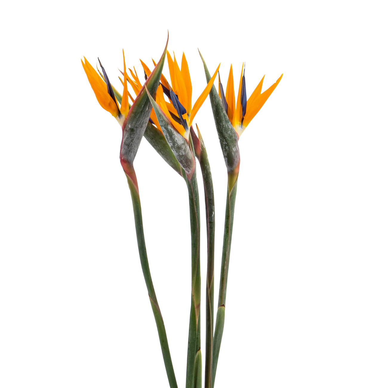 JM Flower Bird of Paradise 5 S
