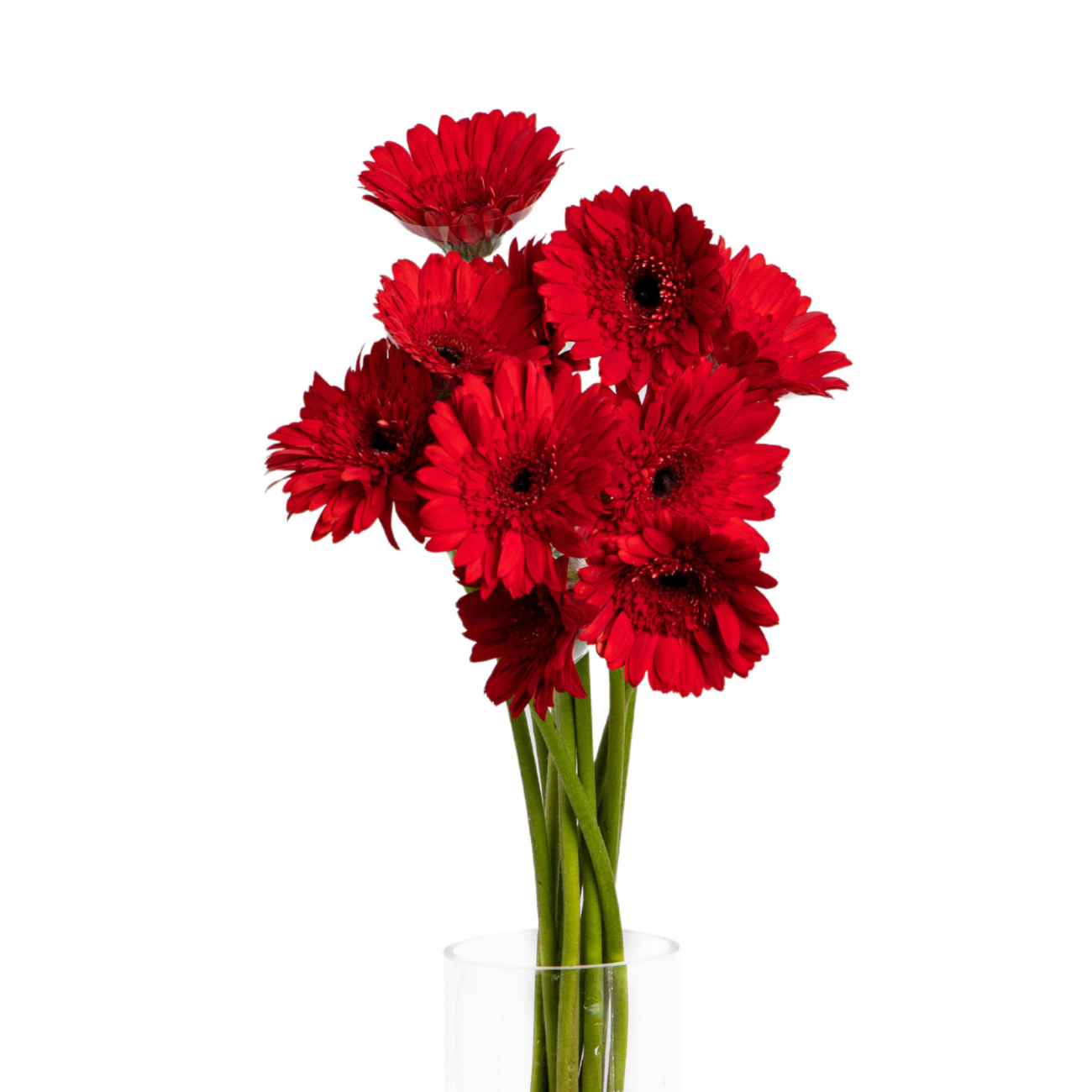 JM Flower Gerbera Daisy - Red 10 S