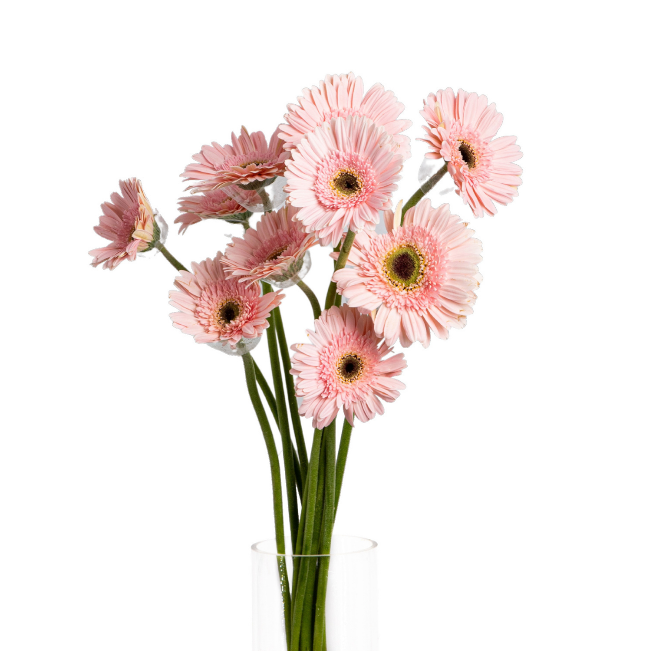 JM Flower Gerbera Daisy - Pink 10 S