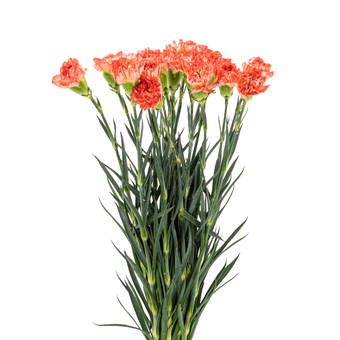 JM Flower Carnation (Standard Grade) - Orange 20 S