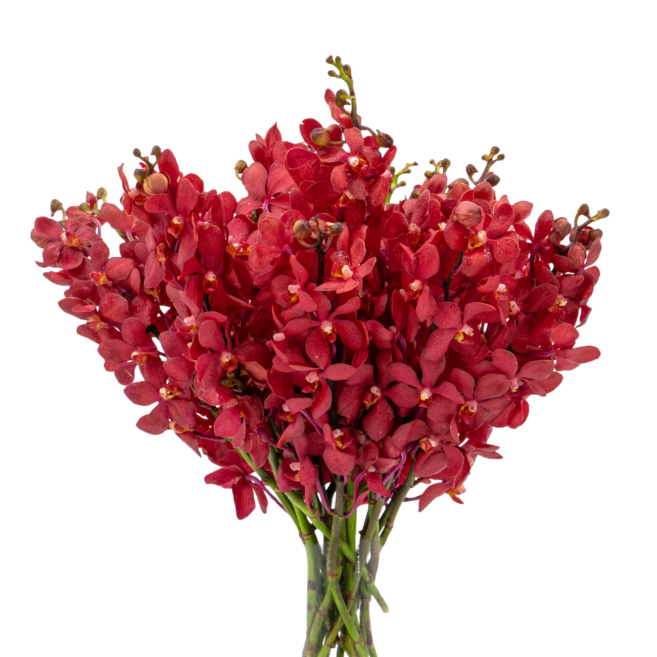 JM Flower Orchid Mokara - Red 20 S